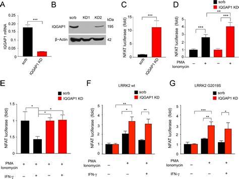 Interferon γ Signaling Synergizes With Lrrk2 In Human Neurons And