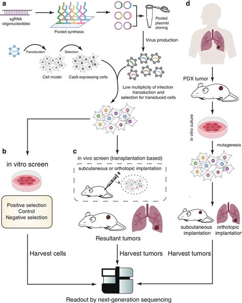 Schematic Diagram Of In Vitro Or In Vivo Crispr Screening A Crispr