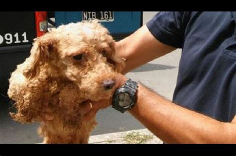 Horror Cortaban Las Cuerdas Vocales De Perritos Para No Alertar Sobre