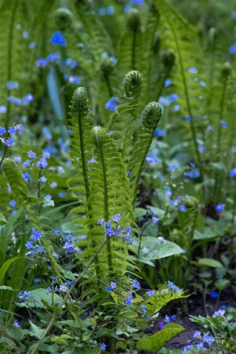 The Best Low Maintenance Shade Plants — Meadowlark Journal