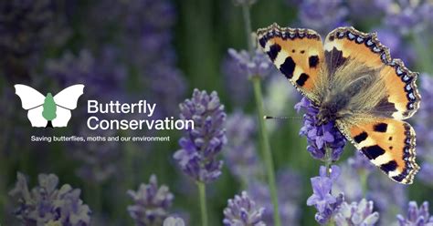 Caterpillar Identification Butterfly Conservation