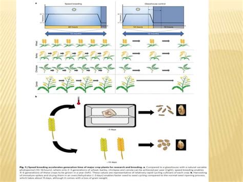 Speed Breeding Presentation