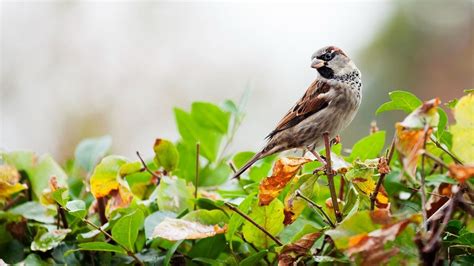 World Sparrow Day 2024 Date History Importance Origin Celebration