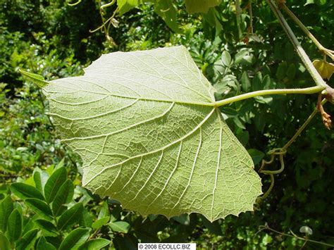 Vitis Cinerea Var Floridana Leaf Underside BU Bob Upcavage Flickr