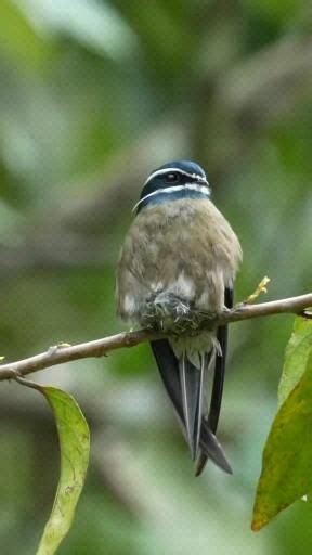 Pin de βŁΔĆҜŴĦIŦ em V birds Vídeo Animais da natureza Pássaros