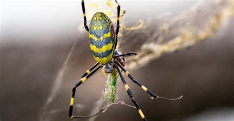 Joro Spider vs. Praying Mantis: Who would win in a Fight? - A-Z Animals