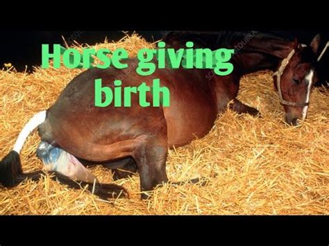 Horse/Horse giving birth | The whole process stages through the labour ...