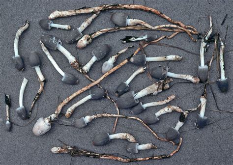 Fungus Gallery :: Coprinus :: SV06_002