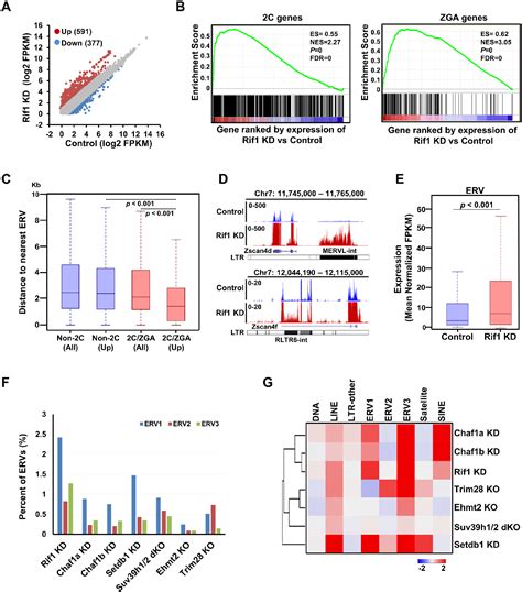 Figure From Rif Promotes A Repressive Chromatin State To Safeguard