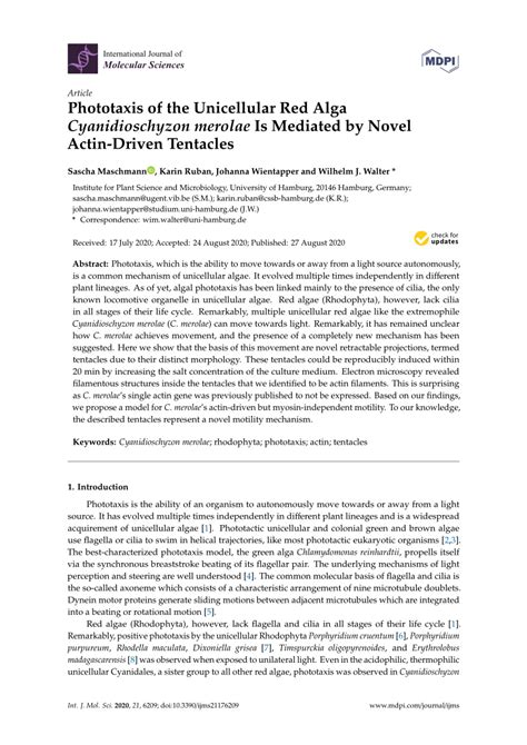 PDF Phototaxis Of The Unicellular Red Alga Cyanidioschyzon Merolae Is