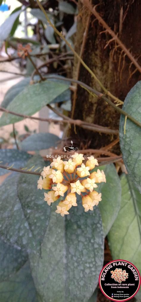 Hoya Tanggamus green - Bolang Plant Garden