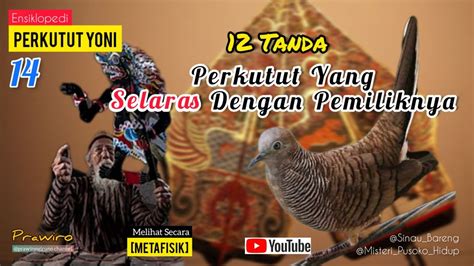 Misteri Perkutut Yoni Tanda Perkutut Yang Selaras Dengan