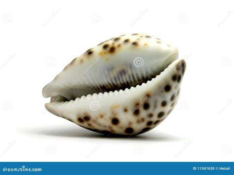 Seashell Stock Photo Image Of Shellfish Coast Closeup 11541630