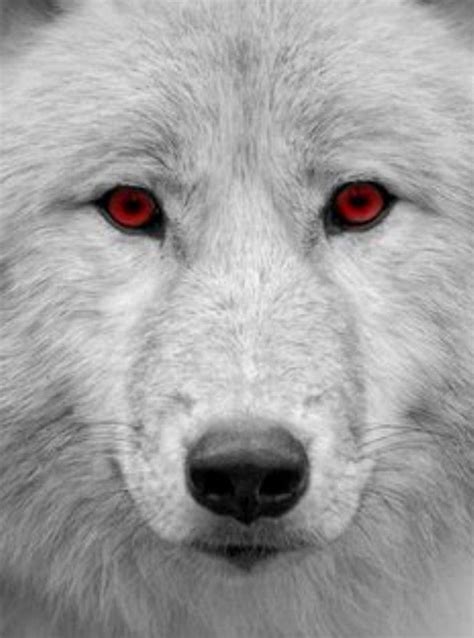 Albino Wolf Red Eyes