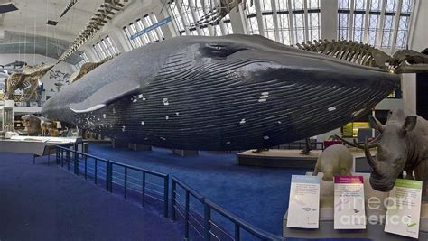 Museum Of Natural History Whale