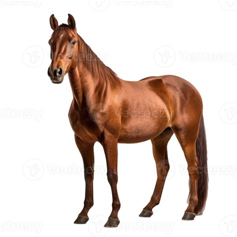 Horse Isolated On Background With 24508958 Png