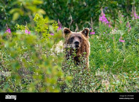 Grizzly bear in habitat Stock Photo - Alamy