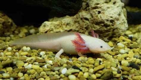 Melenoid Axolotl Axolotl Tank Axolotl Fish Tank Porn Sex Picture