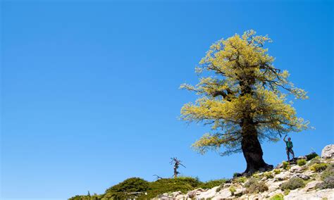 Wandelgebied Sierra de las Nieves Wandelen in Andalusië