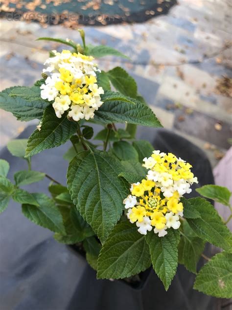 Plantfiles Pictures Lantana Lemon Glow Lantana Camara 1 By Vossner