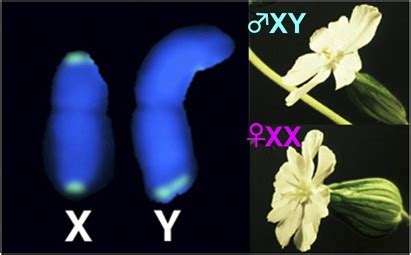 Junk DNA Promotes Sex Chromosome Evolution Heredity