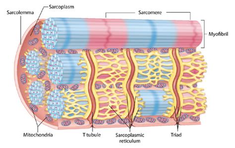 Anatomy Physiology Chapter And Module Review Muscle Physiology