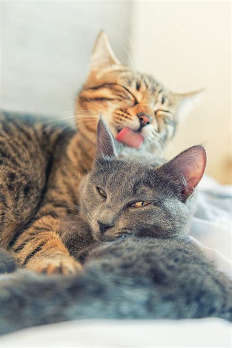 Two Cats Cuddle Themselves Stock Image Image Of Feeling 38197073