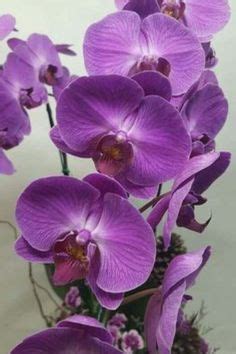 Como Cuidar De Orquideas Orqu Deas Orquidea Flores Ex Ticas