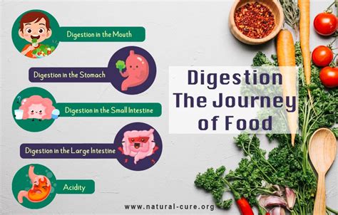 Digestion The Journey Of Food Jkyog Naturopathy Hospital