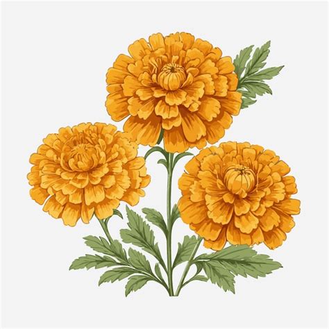 Premium Vector | Marigold background vector