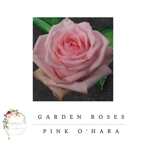 O’hara Pink - Farmgirl Flowers