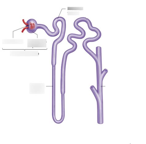 Osmoregulation And The Urinary System Diagram Quizlet