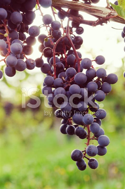 Red Wine Grapes Stock Photo | Royalty-Free | FreeImages