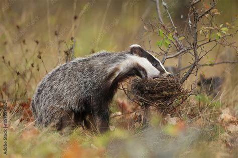 Badger in edge of forest, animal in nature habitat, Europe. Wild Badger ...