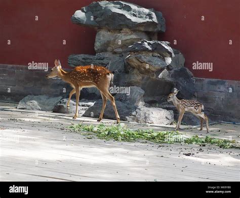 A Female Sika Deer From Chengde Mountain Resort Is Followed By Its Cub