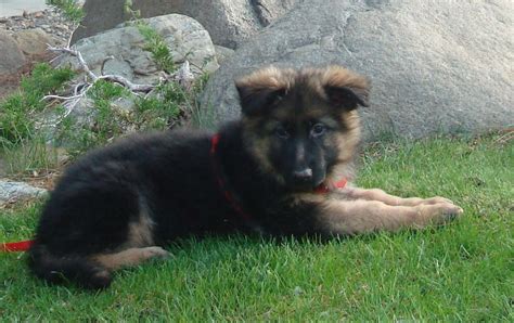 7 Week Old German Shepherd Weight Dog Breed Information