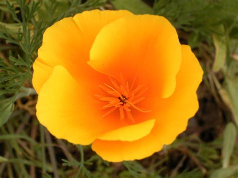 Top 10 Most Popular Flowers To Plant In Your Garden