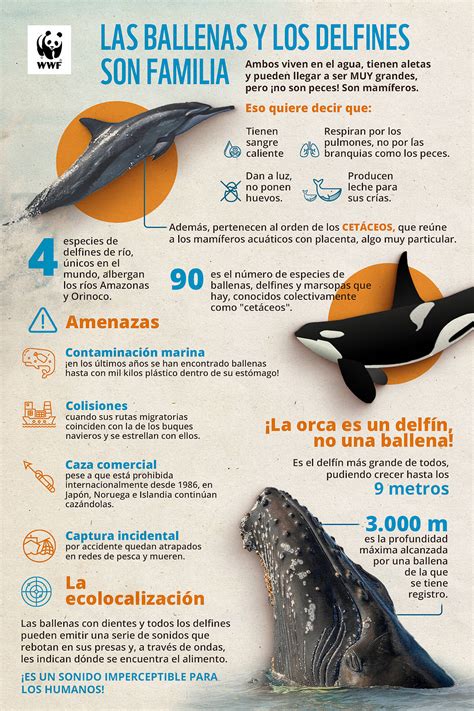 Las Ballenas Y Los Delfines Dos Mam Feros Muy Particulares Wwf