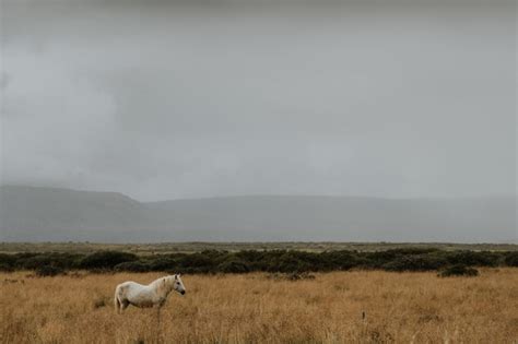 Cheval Sur Le Terrain | Photo Gratuite
