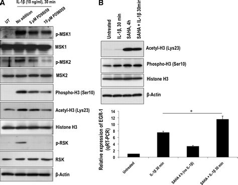 Phosphorylation And Acetylation Of Histone H3 And Autoregulation By