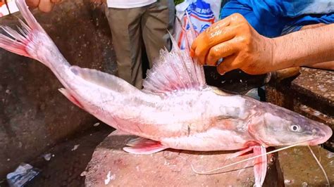 Rare Giant Ayer Fish Cutting In Bangladesh Amazing Fish Cutting