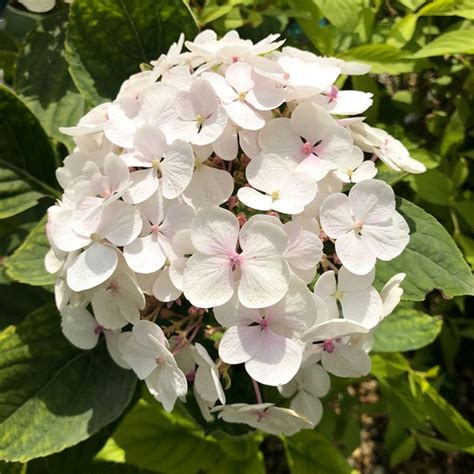 Hydrangea Macrophylla Mme Emile Mouillere