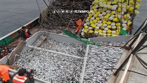 Segunda Temporada De Pesca De Anchoveta 2023 Autorización Generará 20