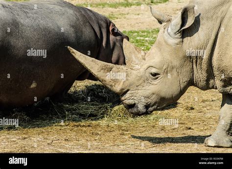 Rhino And Hippo Stock Photo Alamy