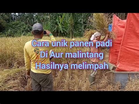 Cara Unik Panen Padi Di Pariaman Youtube