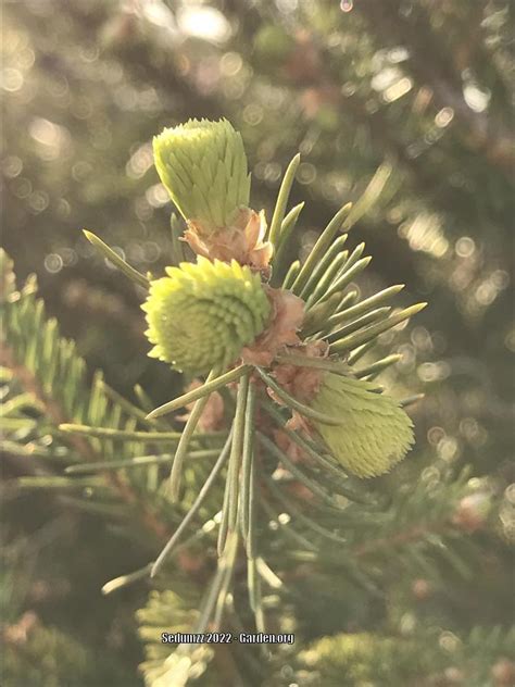 Photo Of The Emerging Growth Of Birds Nest Spruce Picea Abies