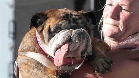 Zsa Zsa Wins Worlds Ugliest Dog Contest News Khaleej Times