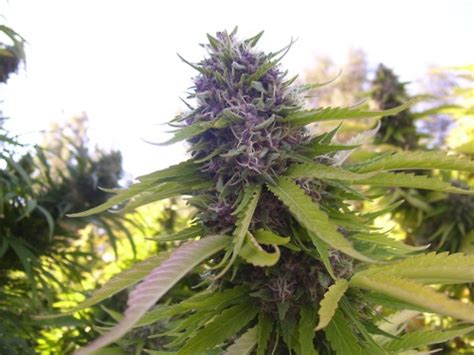 Grand Daddy Purple Flowering Time Outdoor Best Flower Site