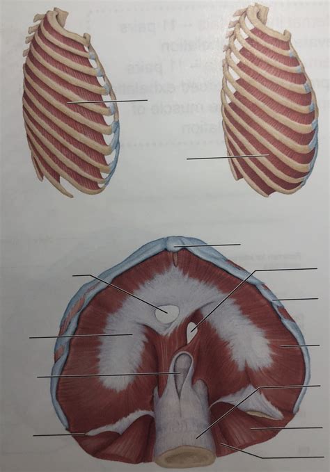 muscles of respiration Diagram | Quizlet