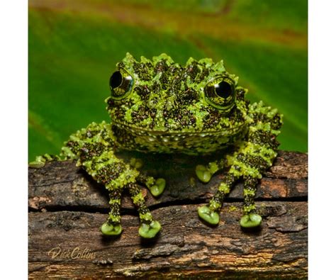 Vietnamese Mossy Frog Ready To Hang Print Etsy